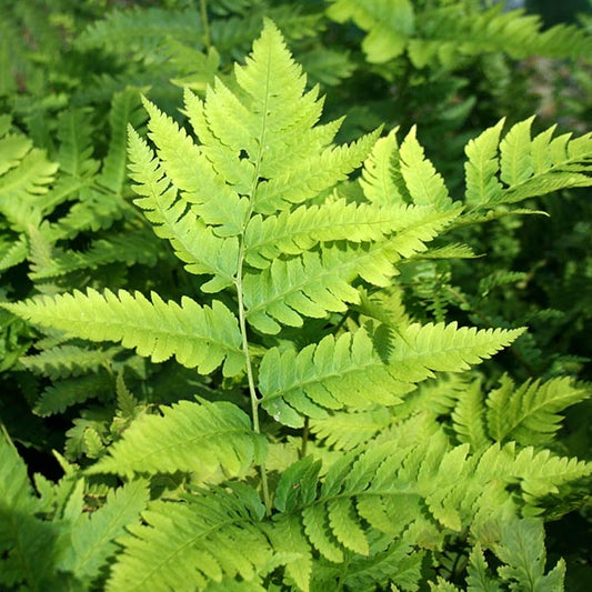 Dryopteris goldiana - Goldie's Wood Fern