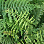 Dryopteris wallichiana - Foliage