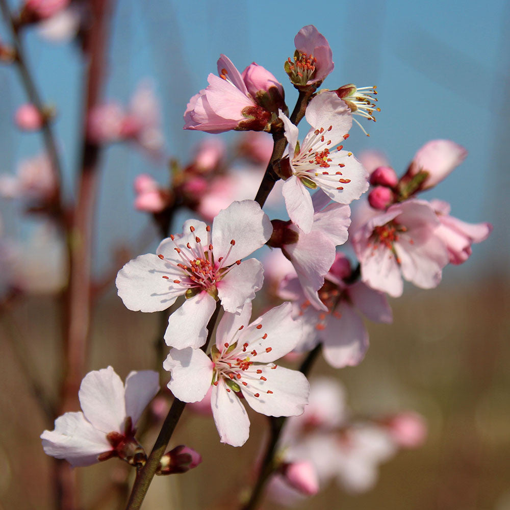 Prunus dulcis - Flowers