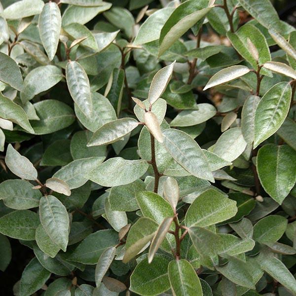 Elaeagnus x ebbingei - Foliage