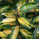 Elaeagnus Limelight - Foliage