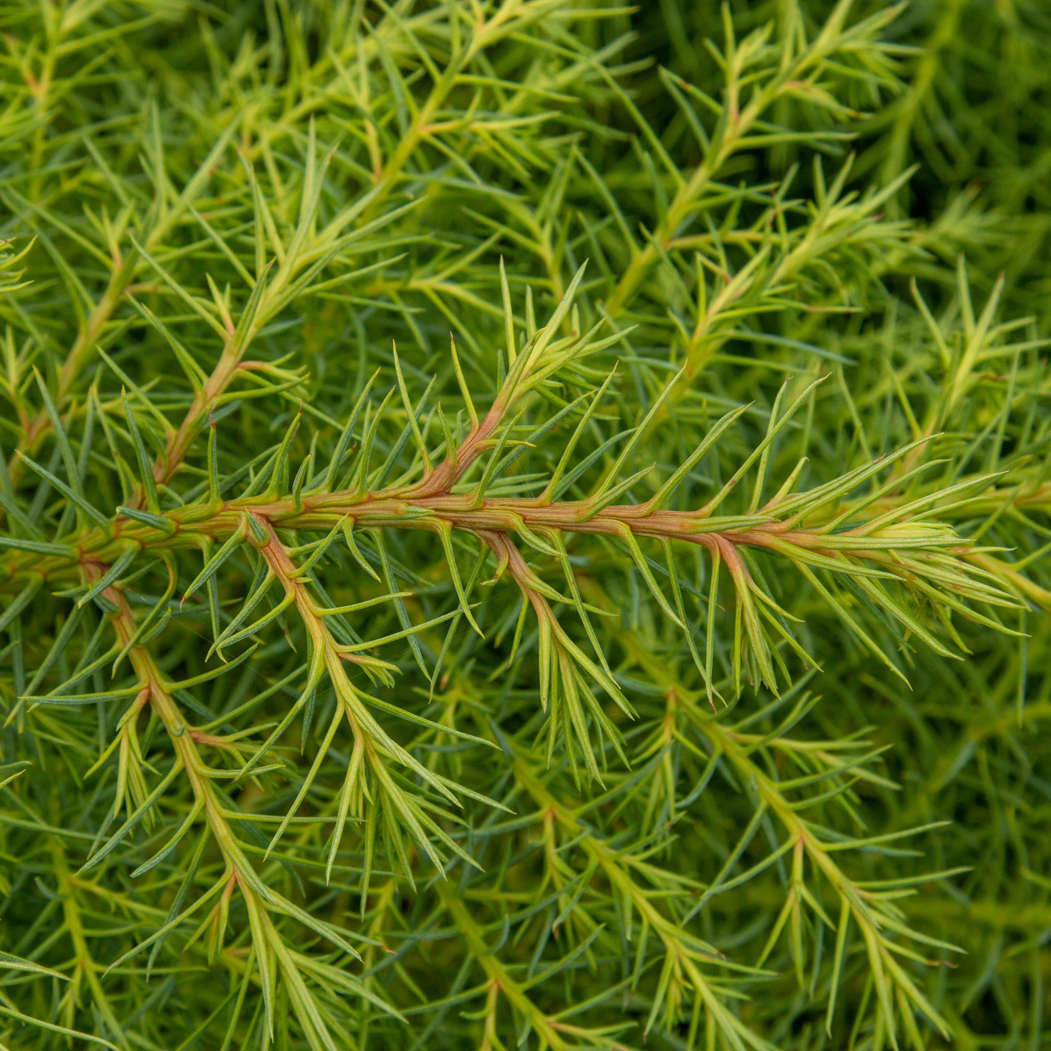 Cryptomeria japonica Elegans Aurea - Japanese Cedar