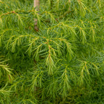 Cryptomeria japonica Elegans Aurea - Japanese Cedar