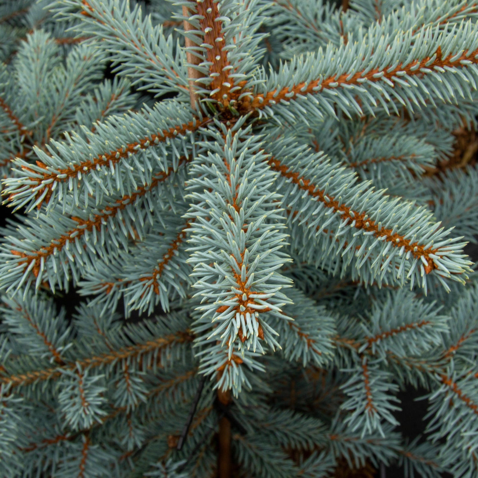 Picea pungens Erich Frahm - Colorado Spruce