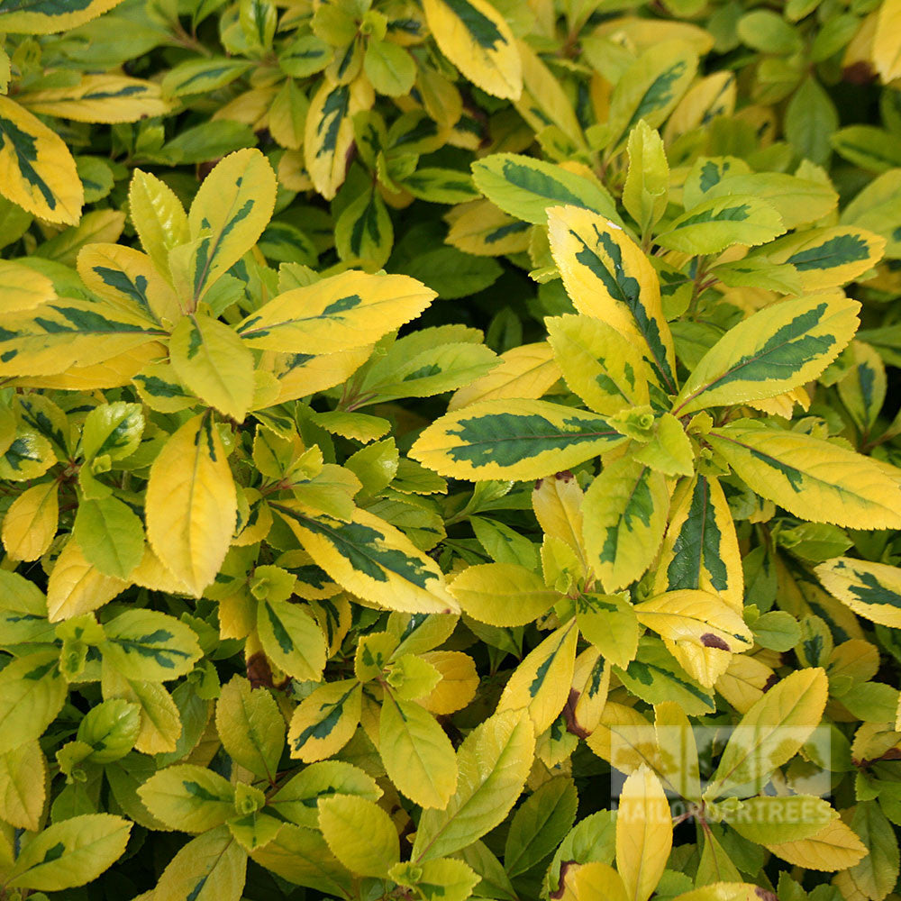 Escallonia Gold Ellen - Foliage