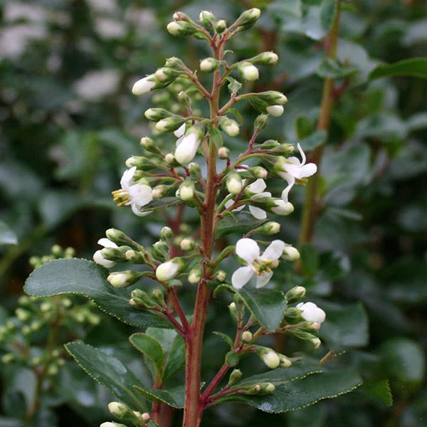 Escallonia Iveyi - Flower buds