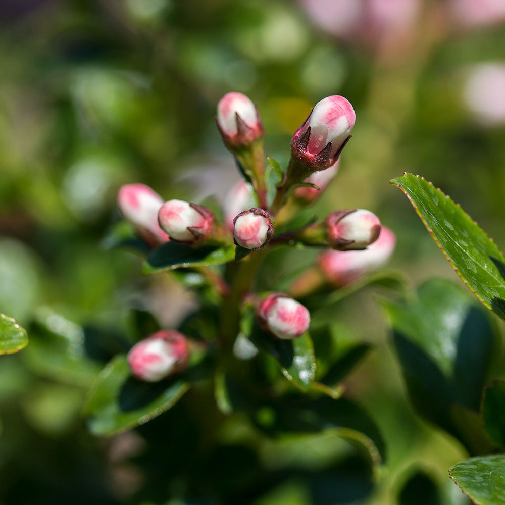 Escallonia Apple Blossom - Buds