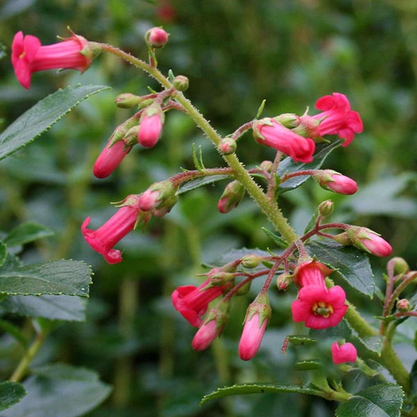 Escallonia Crimson Spire - Flowers