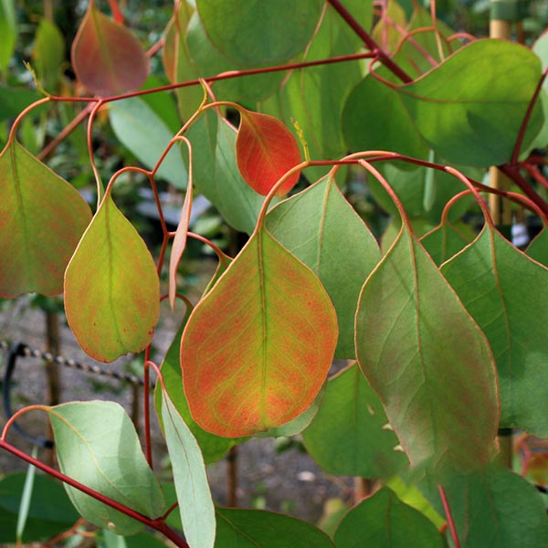 Eucalyptus camphora - Foliage
