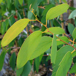 Eucalyptus pauciflora - Foliage