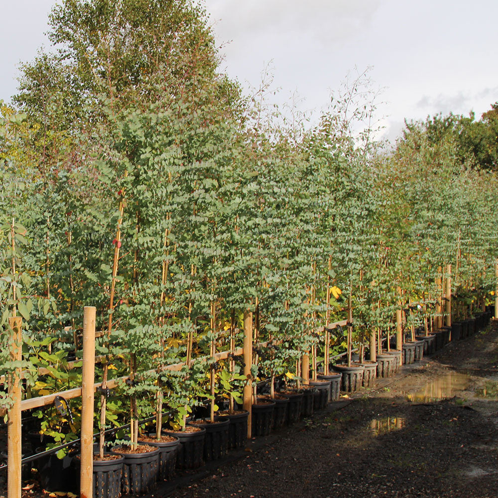 20 Litre Eucalyptus Trees