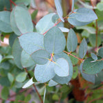 Eucalyptus gunnii - Foliage
