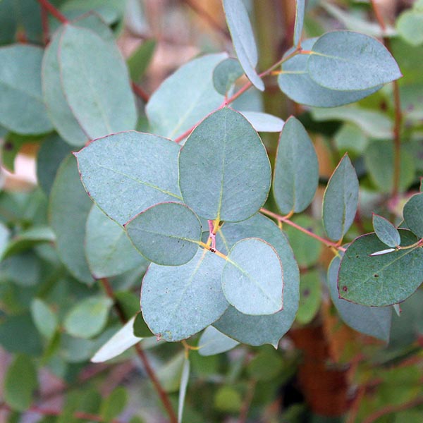 Eucalyptus gunnii - Foliage