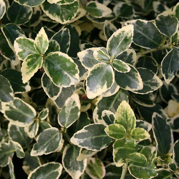 Euonymus Emerald Gaiety - Foliage