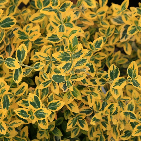 Euonymus Emerald 'n' Gold - Foliage