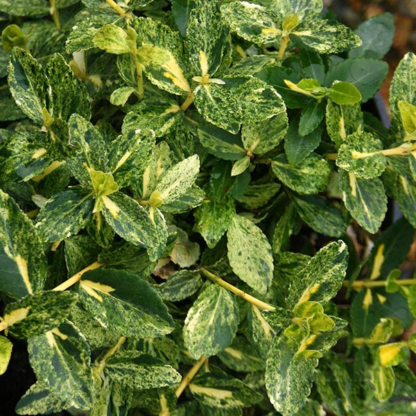 Euonymus Harlequin - Foliage
