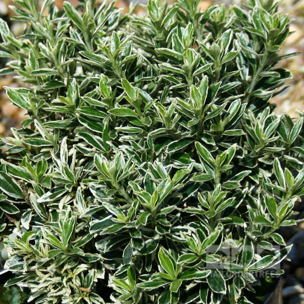 Euonymus Michrophyllus Albovariegatus - Foliage