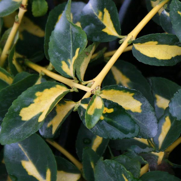 Euonymus Mickaela - Foliage