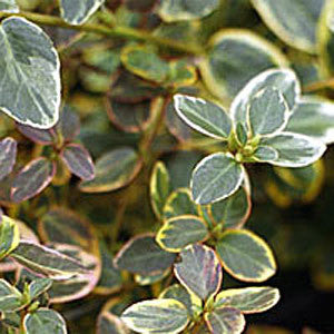 Euonymus Canadale Gold - Foliage