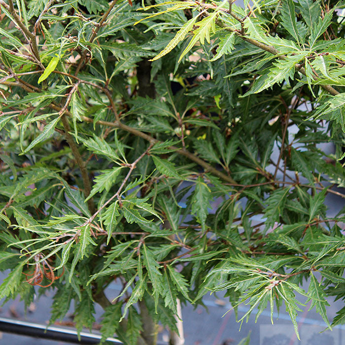 Fagus sylvatica Asplenifolia - Summer Foliage