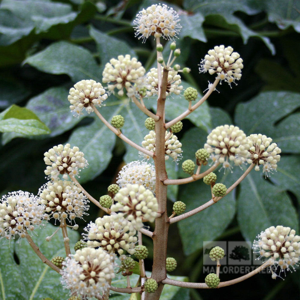 Fatsia japonica - Flowers