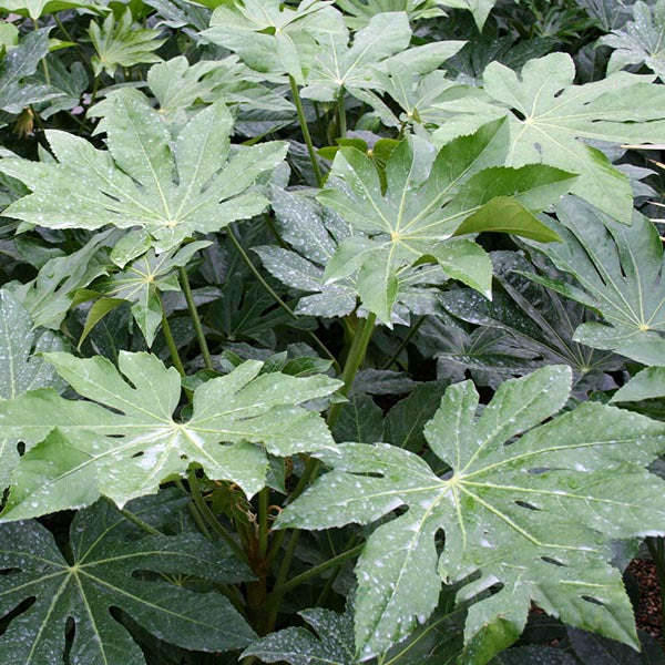 Fatsia japonica - Foliage