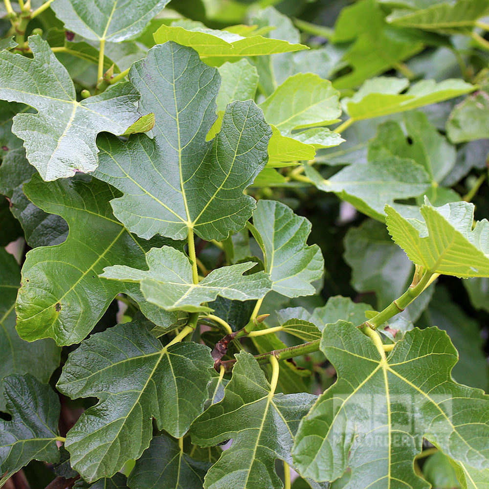 Ficus Brown Turkey - Foliage