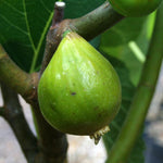 Ficus Kadota - Fig