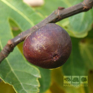 Ficus Rouge de Bordeaux - Fruit