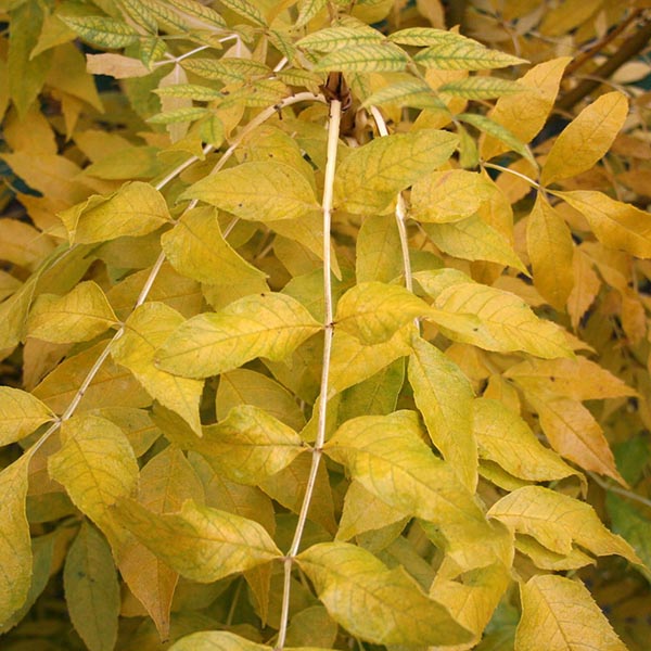 Fraxinus Jaspidea - Autumn Foliage