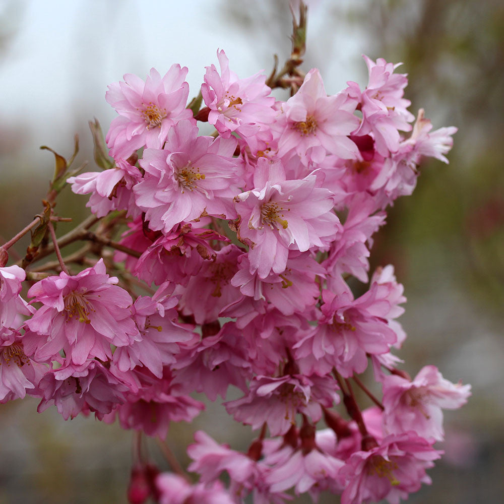 Prunus Fukubana - Flowers
