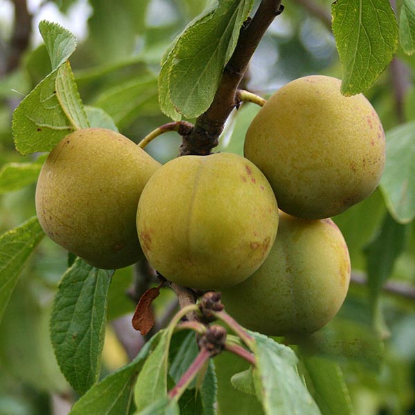 Prunus Old English Greengage - Fruits