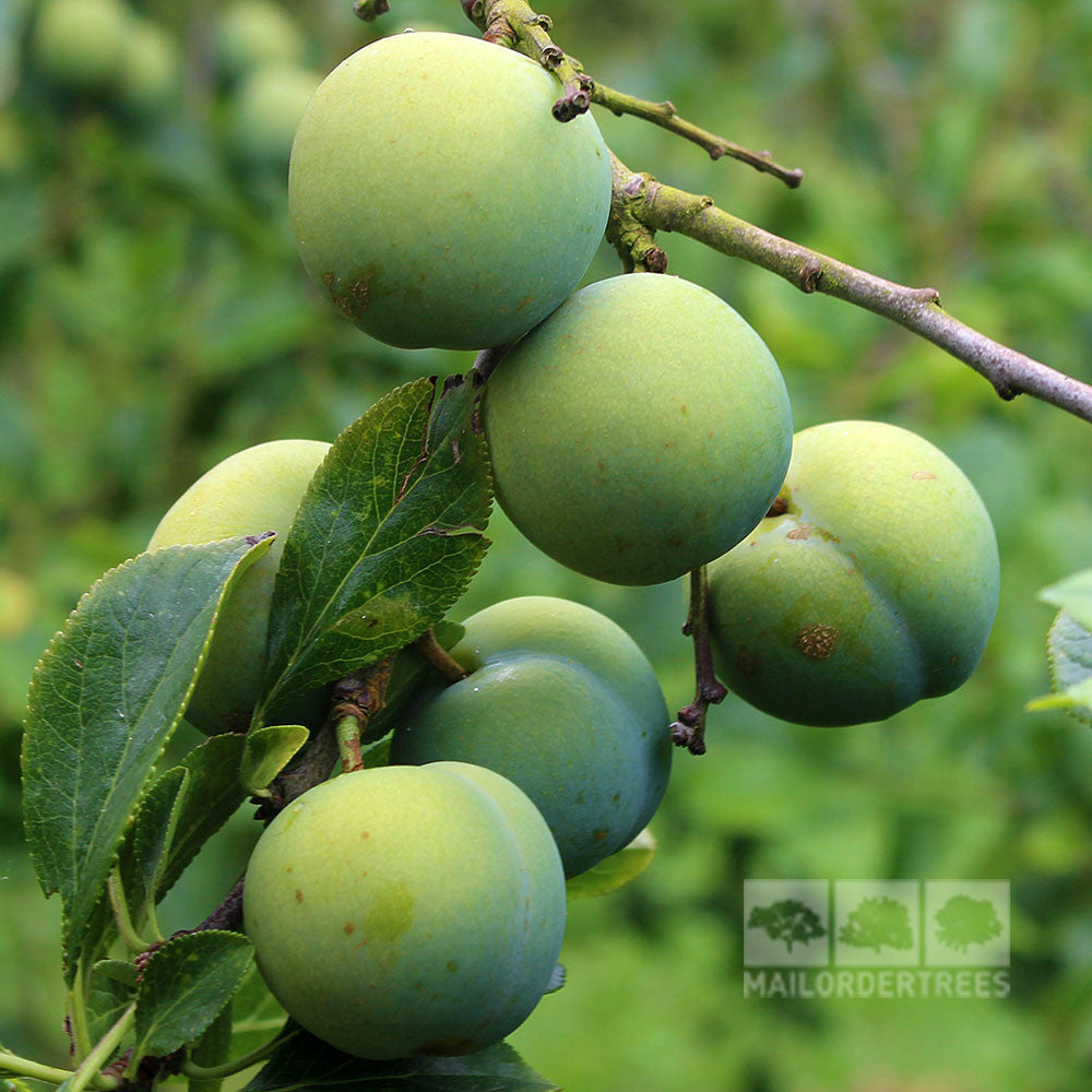 Prunus Willingham Gage - Fruits