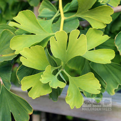 Ginkgo Autumn Gold - Maidenhair Tree