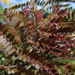 Gleditsia Ruby Lace - Foliage