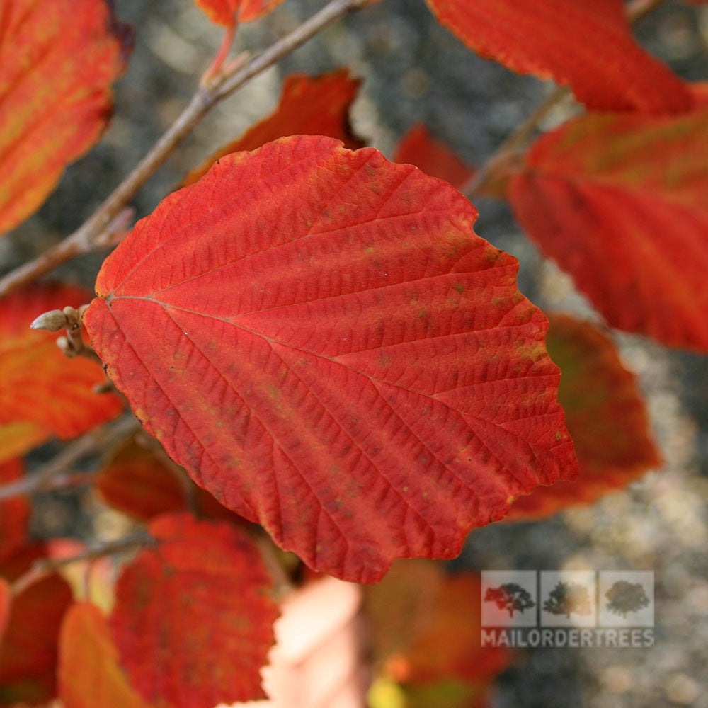 Hamamelis Diane - Autumn Foliage