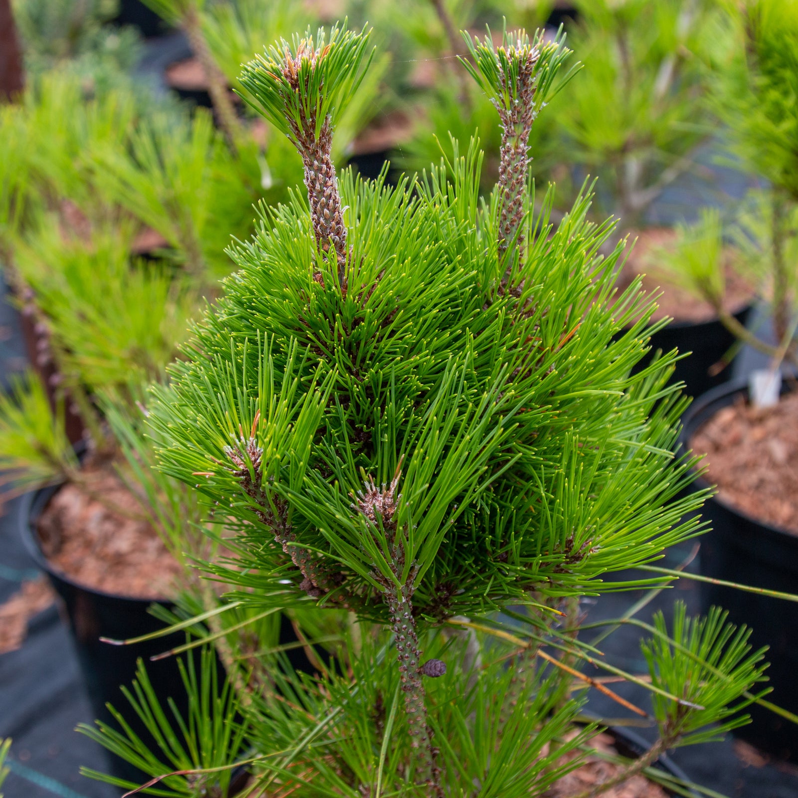 Pinus densiflora Haybud