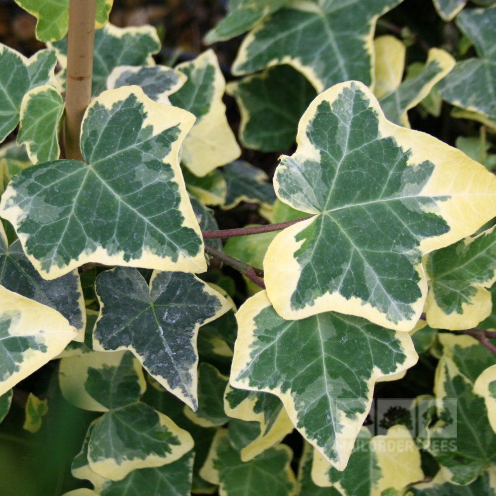 Hedera Goldchild - Foliage