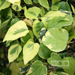 Hedera Dentata Variegata - Foliage