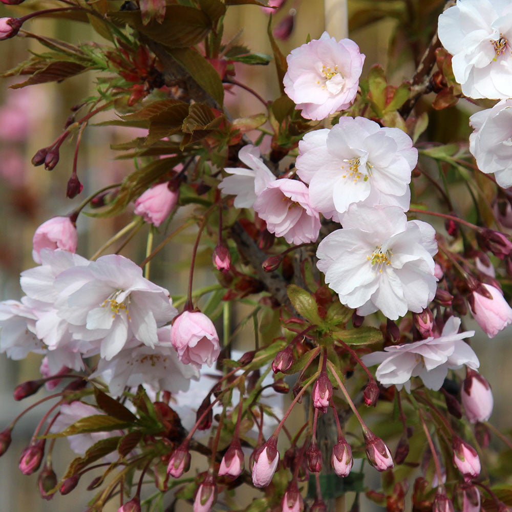 Prunus Horinji - Flowers and Buds