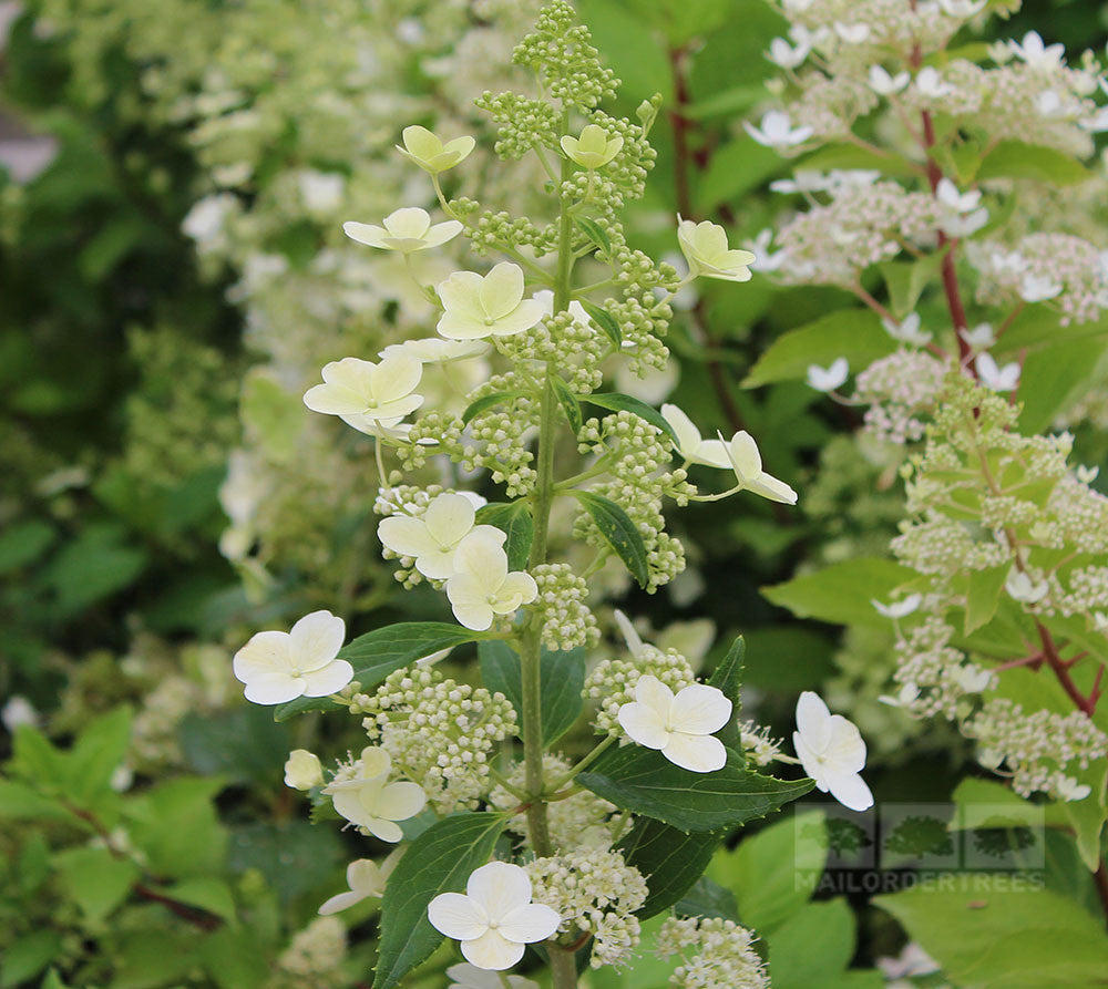 Hydrangea Kyushu - Flowers