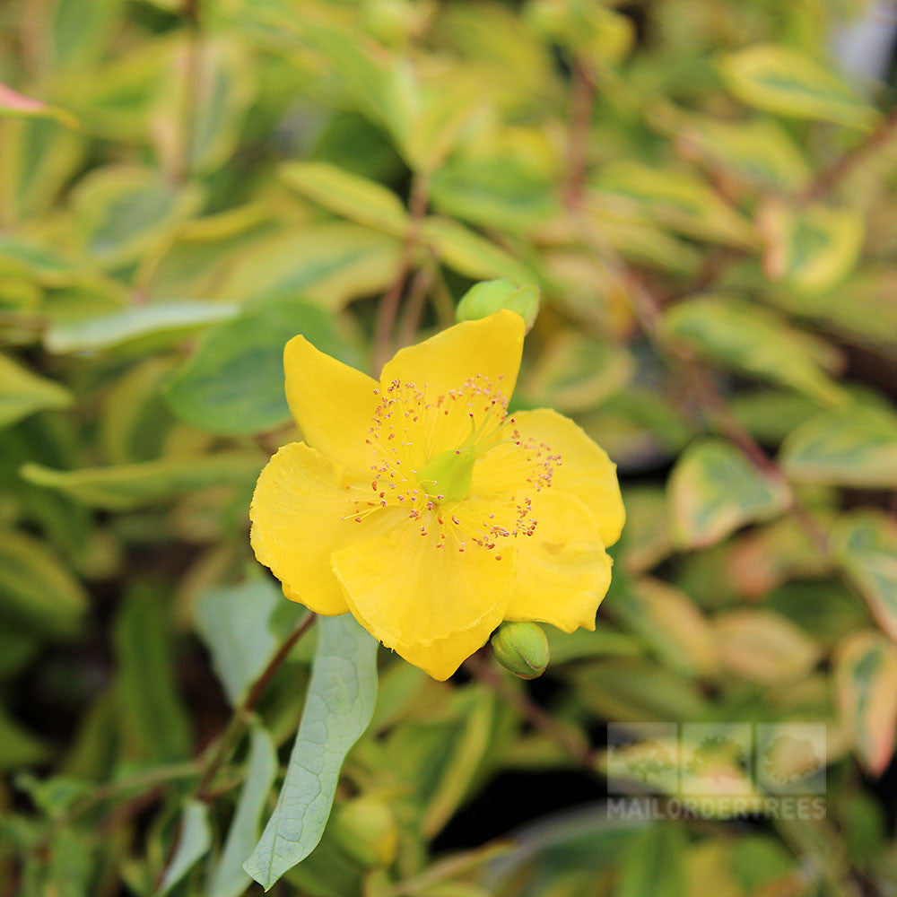 Hypericum Little Misstery - Flower