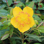 Hypericum x moserianum - Flower