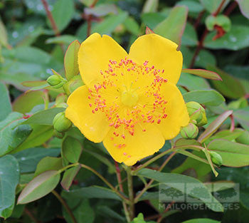 Hypericum x moserianum - Flower