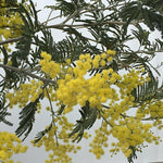 Acacia dealbata - Spring Flowers