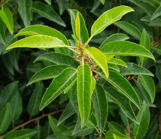 Prunus lusitanica - Portugal Laurel