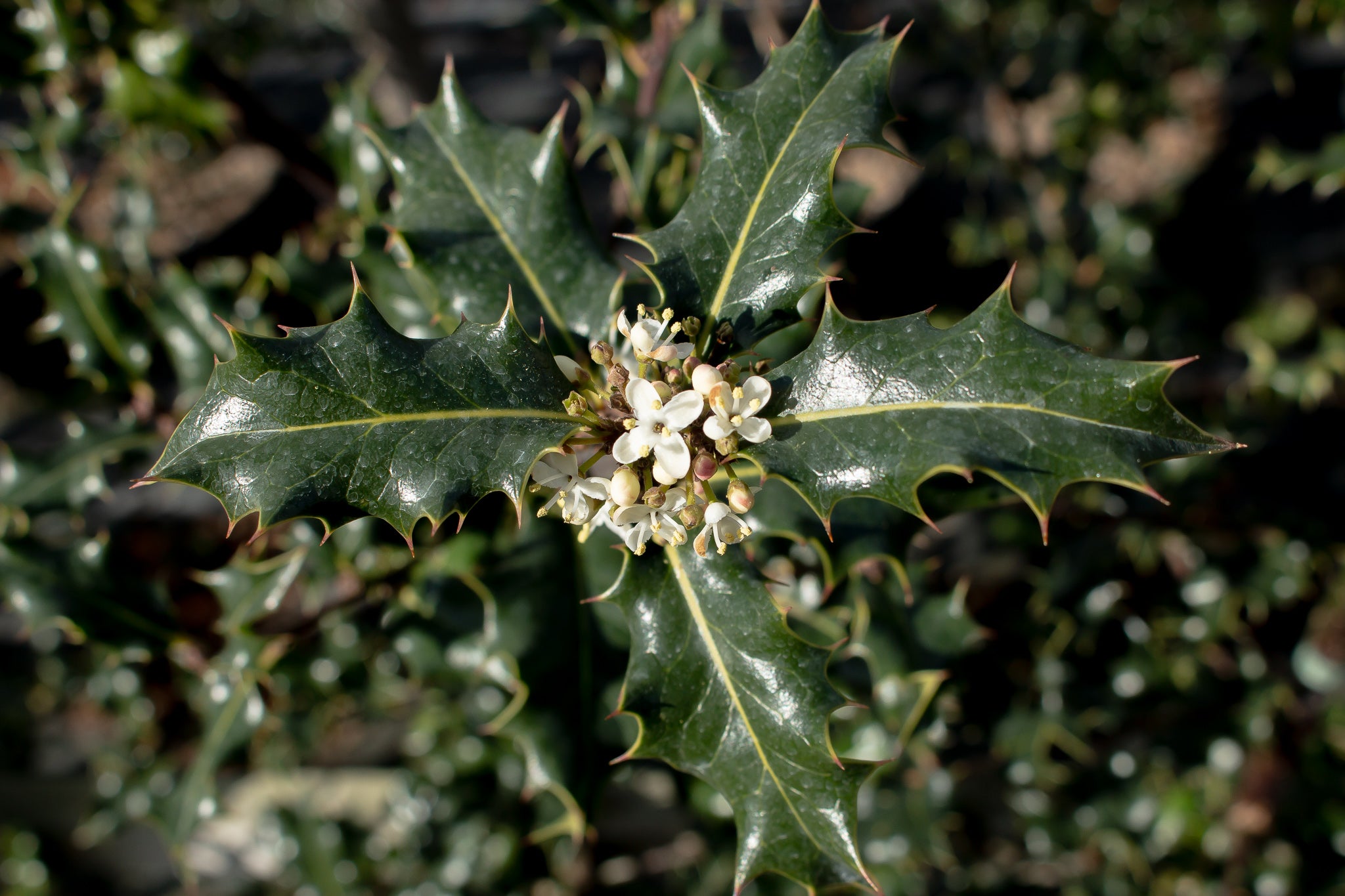 Ilex aquifolium - Common Holly