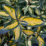 Elaeagnus Maculata - Foliage