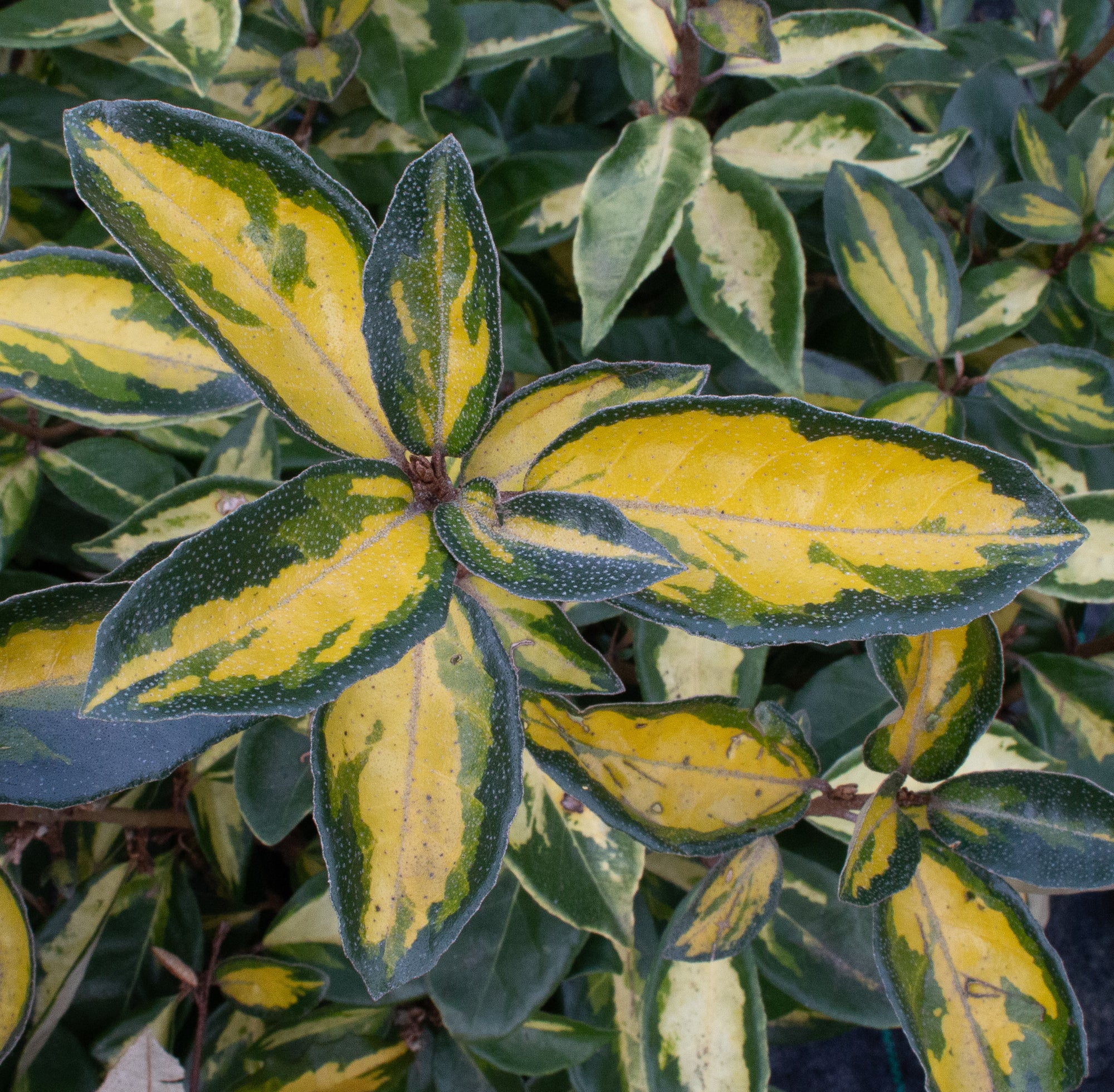 Elaeagnus Maculata - Foliage