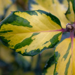 Ilex × altaclerensis Lawsoniana